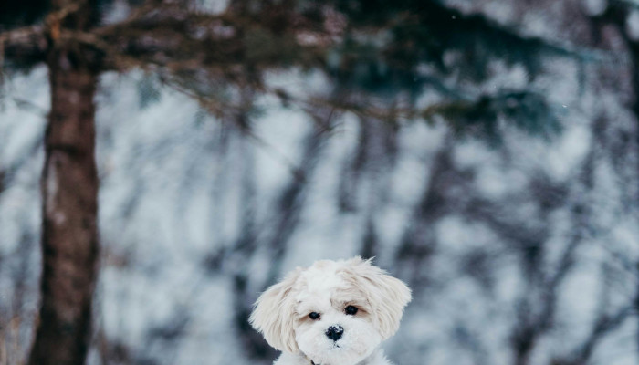 Dogs in Snow Wallpaper