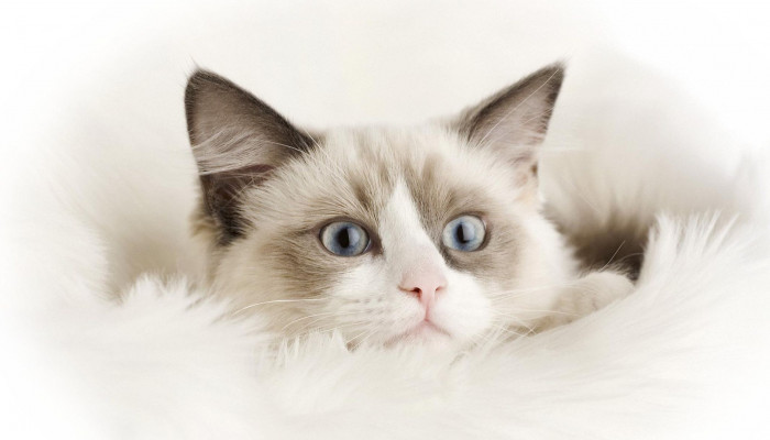Ragdoll Wallpaper