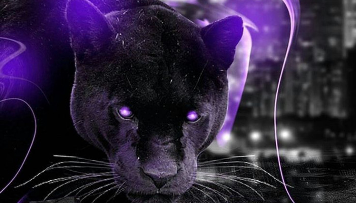 Purple Panther Wallpaper