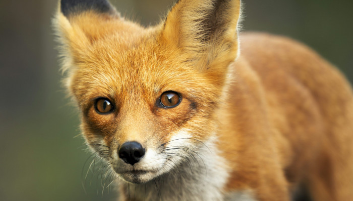 Baby Fox Wallpaper