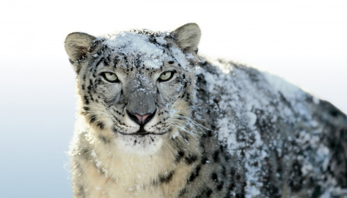 Mac OS Leopard Wallpaper