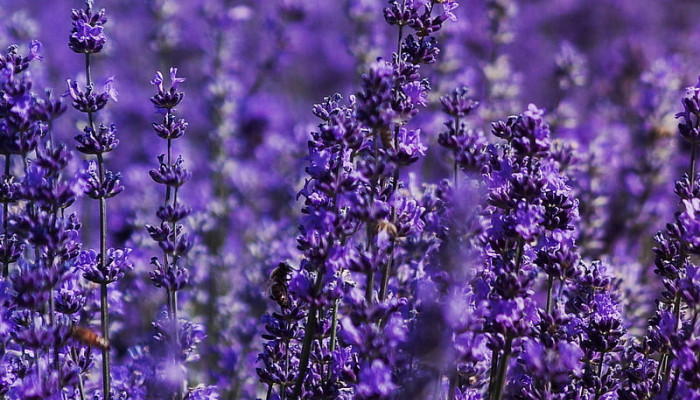 Lavender Phone Wallpaper