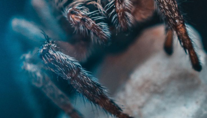 Cute Spider Wallpaper