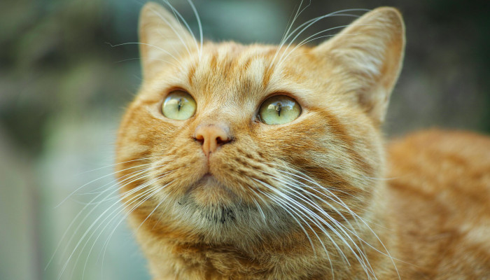 Orange Tabby Cat Wallpaper