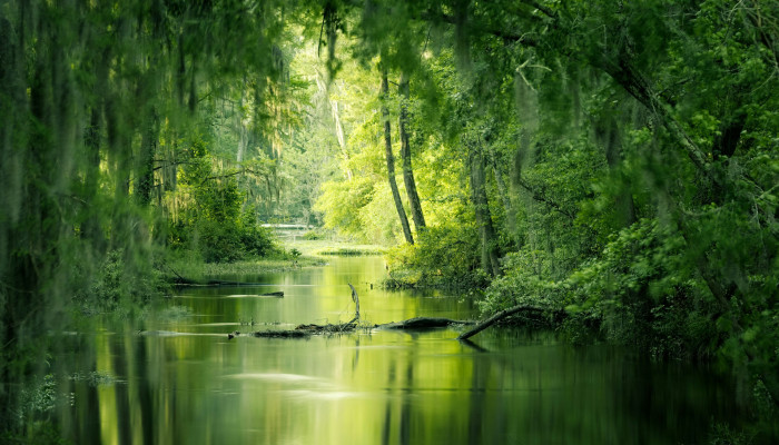 Swamp Wallpaper