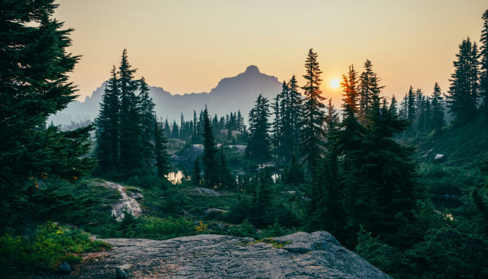 Boreal Forest Wallpaper