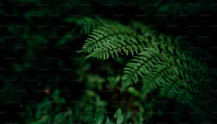 Dark Green Nature Wallpaper