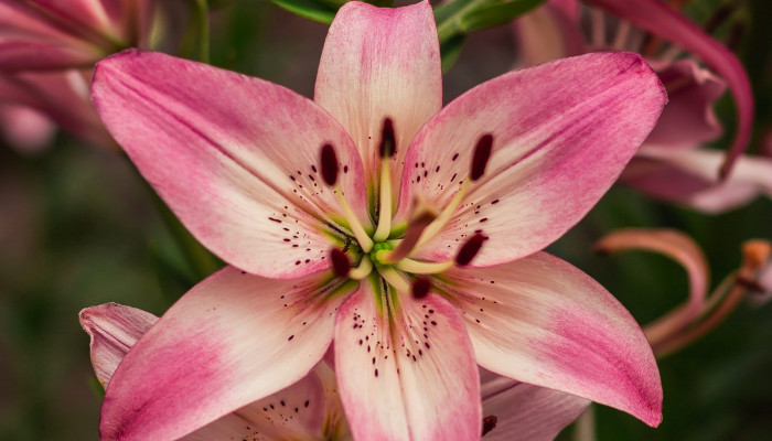 Lilies Wallpaper