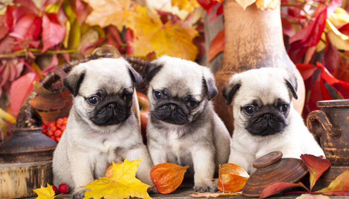 Pug Puppies Wallpaper