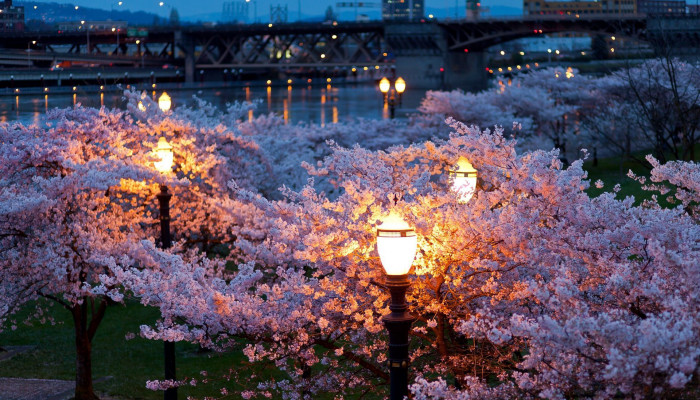 Spring Night Wallpaper