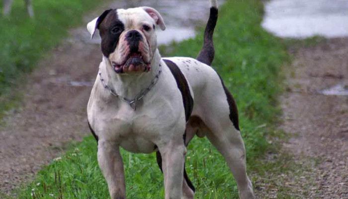 American Bulldog Wallpaper