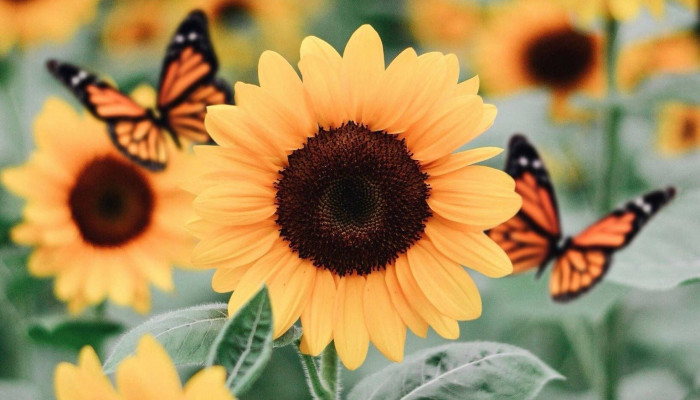 Sunflower and Butterfly Wallpaper
