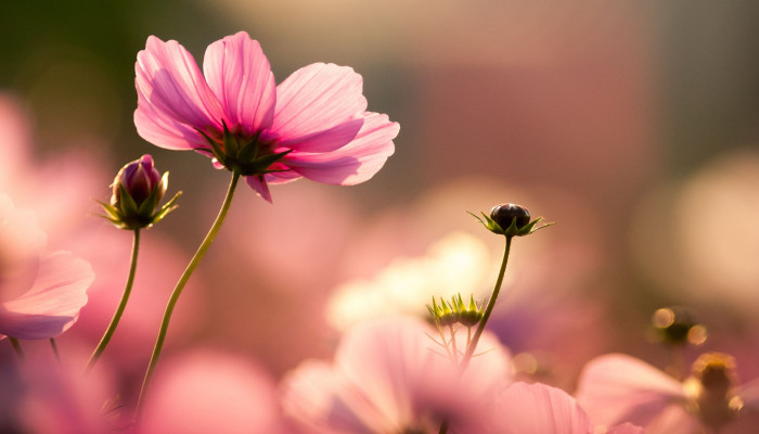 Flower Wide Wallpaper