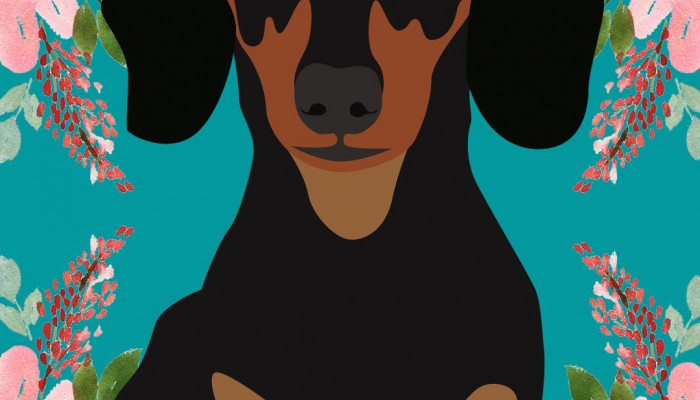 Sausage Dog Wallpaper