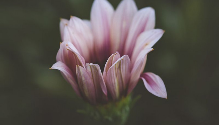 Flower Photography Wallpaper