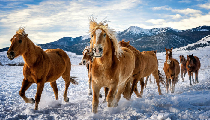 Horses in Snow Wallpaper
