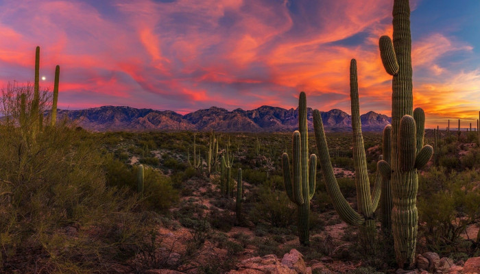 Cactus Desert Wallpaper