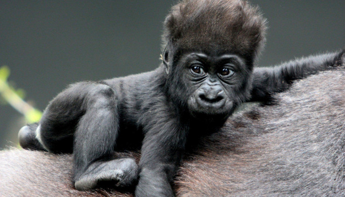 Baby Gorilla Wallpaper