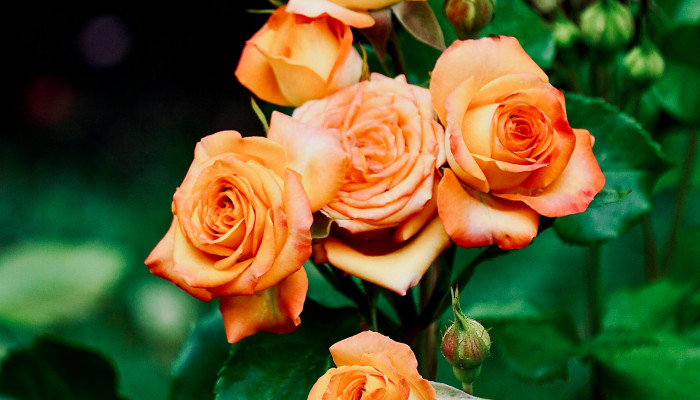 Orange Rose Wallpaper