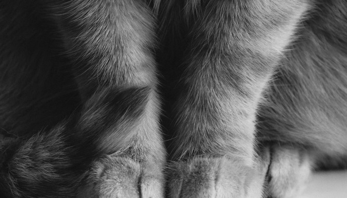 Cat Paws Wallpaper