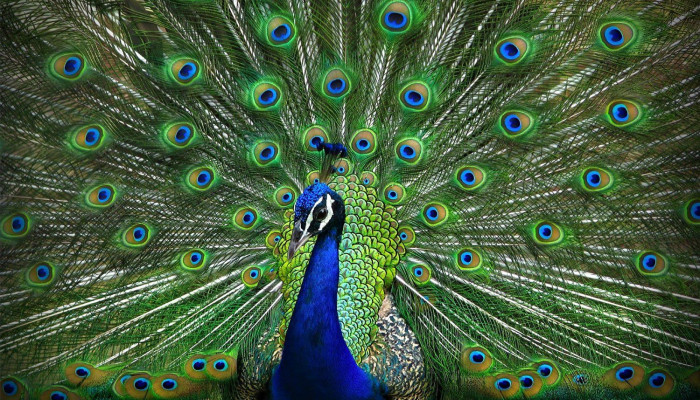 Dancing Peacock Wallpaper