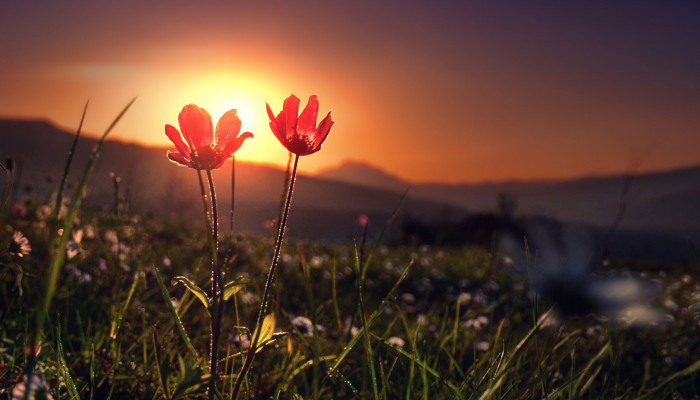 Sunrise Flowers Wallpaper