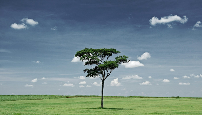 Single Tree Wallpaper