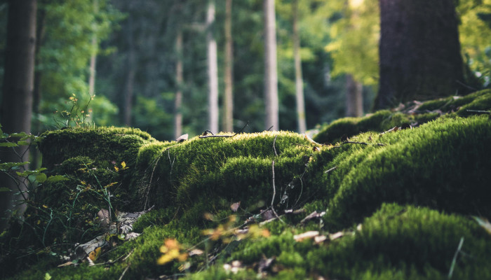 Forest Floor Wallpaper