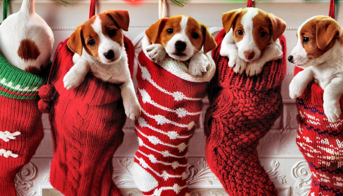 Christmas Puppies Wallpaper