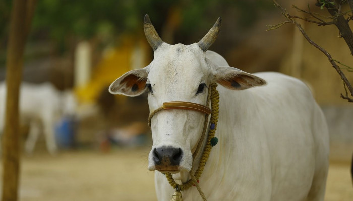 Indian Cow Wallpaper
