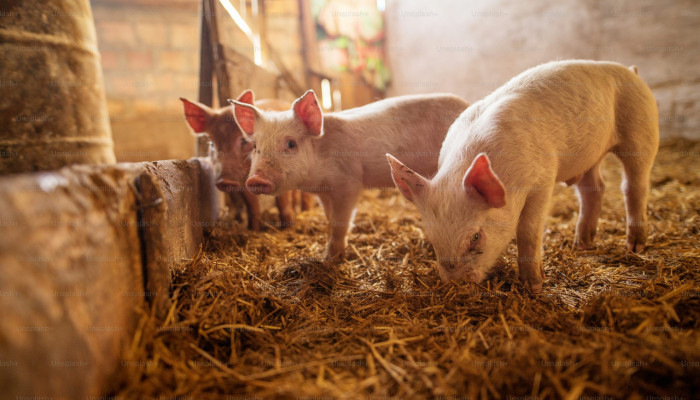 Pig Farm Wallpaper