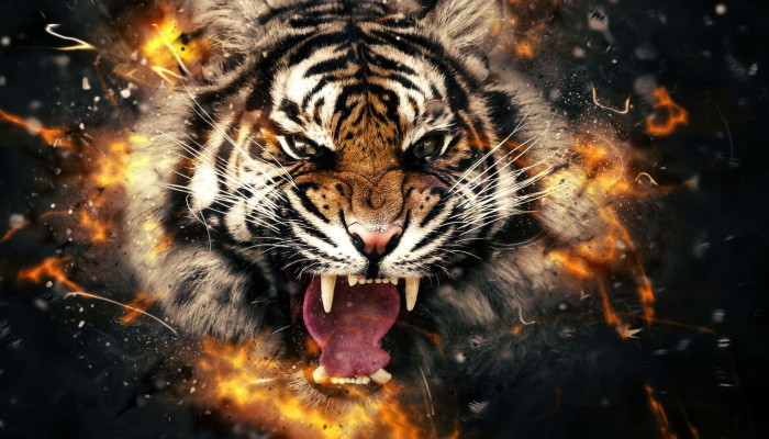 Angry Tiger Face Wallpaper