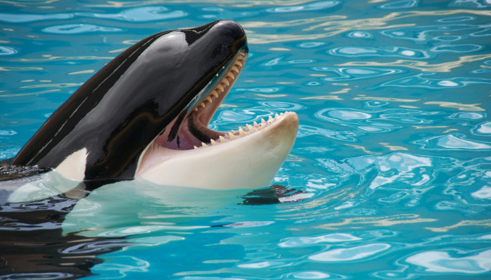 Killer Whale Wallpaper