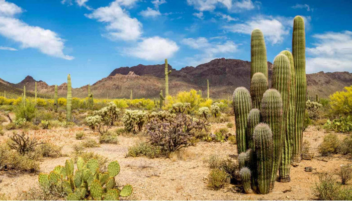 Desert Plant Wallpaper
