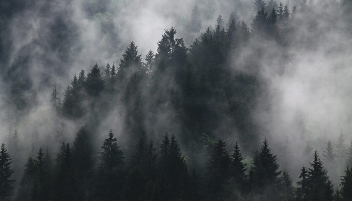 Dark Forest PC Wallpaper