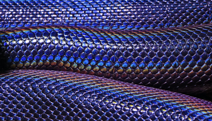 Snake Scales Wallpaper