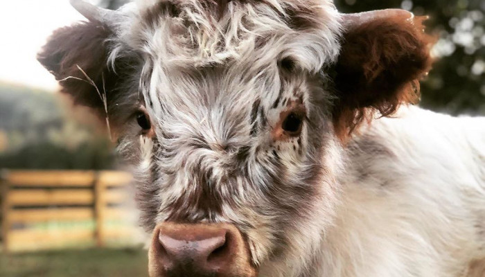 Fluffy Baby Cow Wallpaper
