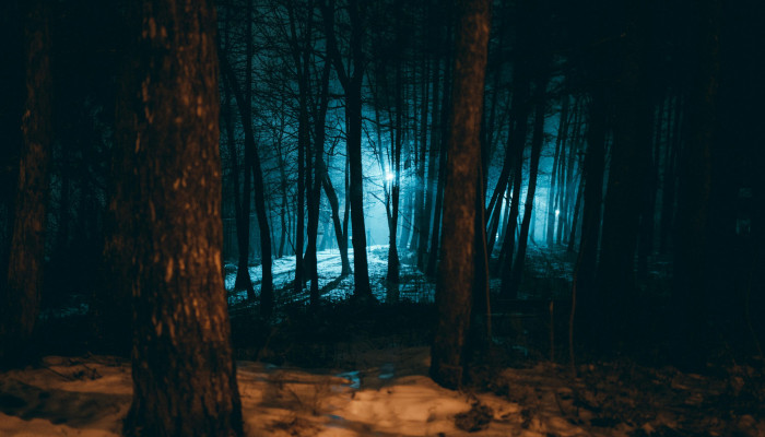 Night Jungle Wallpaper