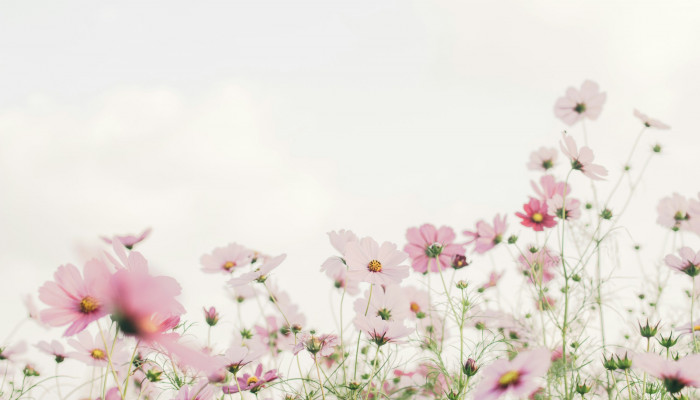 Pink Flower Laptop Wallpaper
