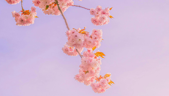 Apple Blossom iPhone Wallpaper