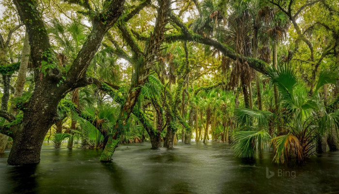 Florida Swamp Wallpaper