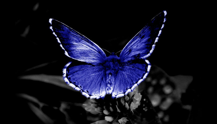 Blue Butterfly Desktop Wallpaper