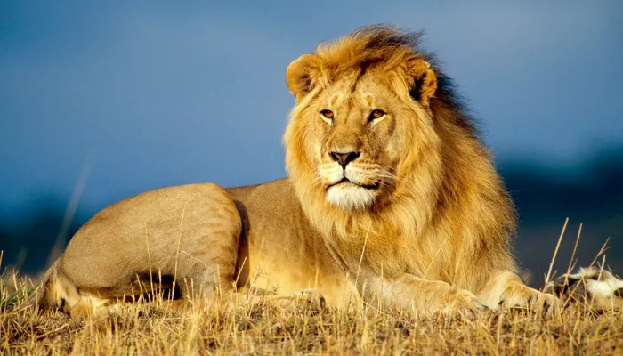 African Lion Wallpaper