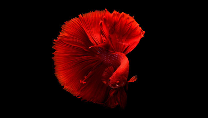Dark Fish Wallpaper
