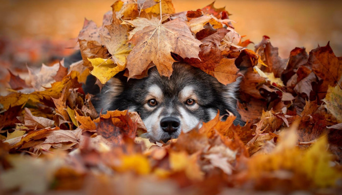 Autumn Animal Wallpaper