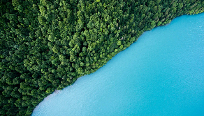 Ocean Forest Wallpaper