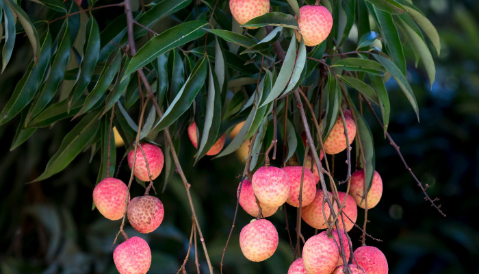 Fruit Tree Wallpaper