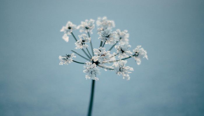 Snow Flower Wallpaper