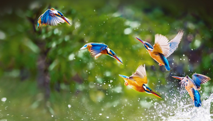 Nature with Birds Wallpaper
