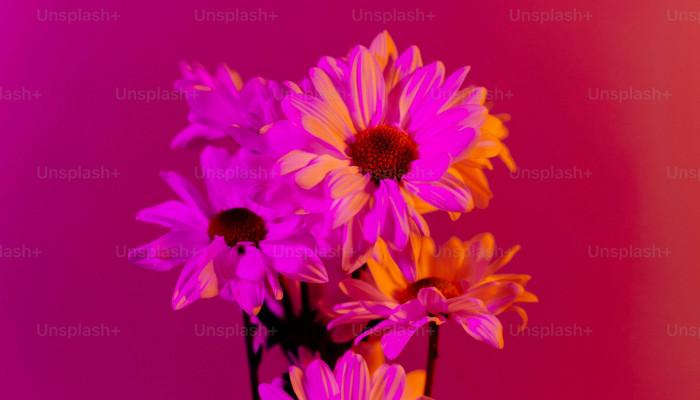 Beautiful Flowers iPhone Wallpaper